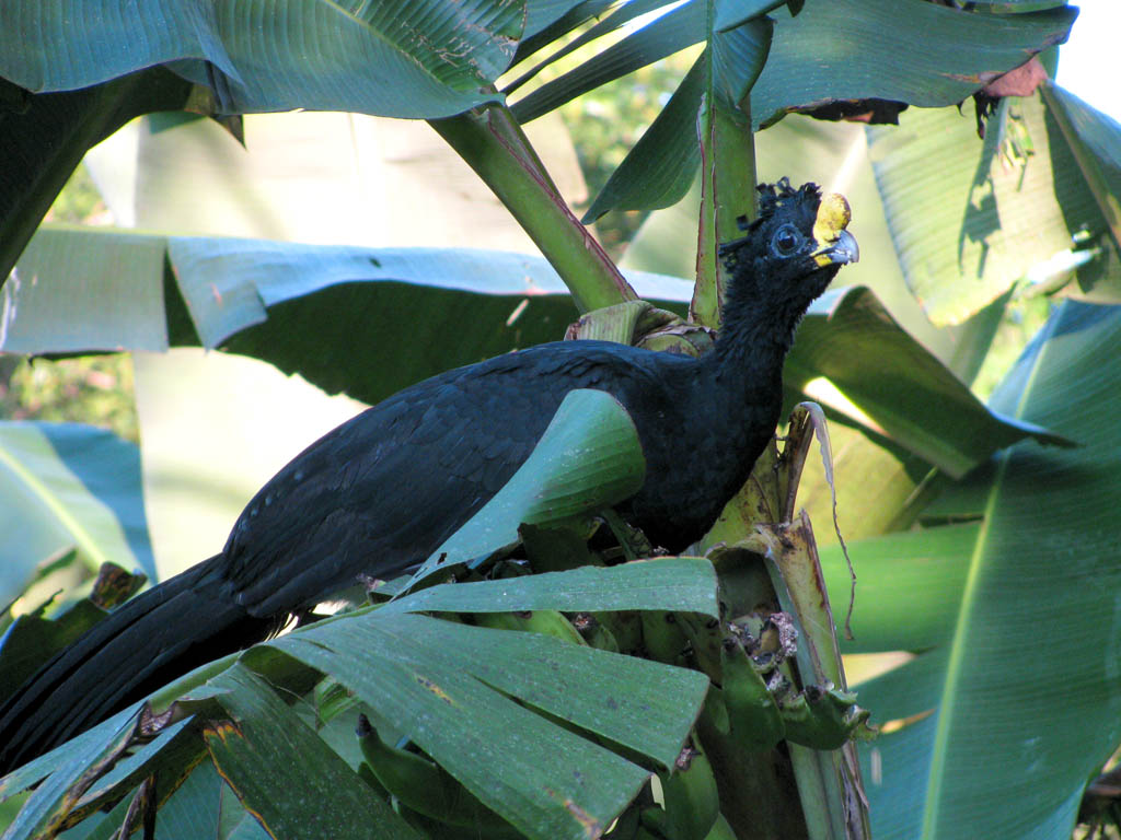 Great Curassow  (Category:  Travel)