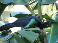 Great Curassow eating bananas. (Category:  Travel)