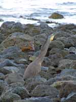 Bare-throated Tiger-Heron  (Category:  Travel)