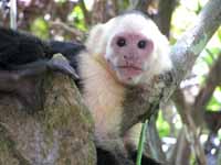 Capuchin (Category:  Travel)