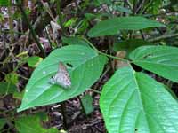 Morpho at rest. (Category:  Travel)