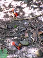 Halloween Crabs were everywhere. (Category:  Travel)