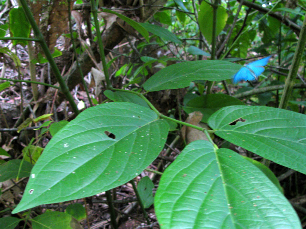 Same Morpho in flight a moment later. (Category:  Travel)