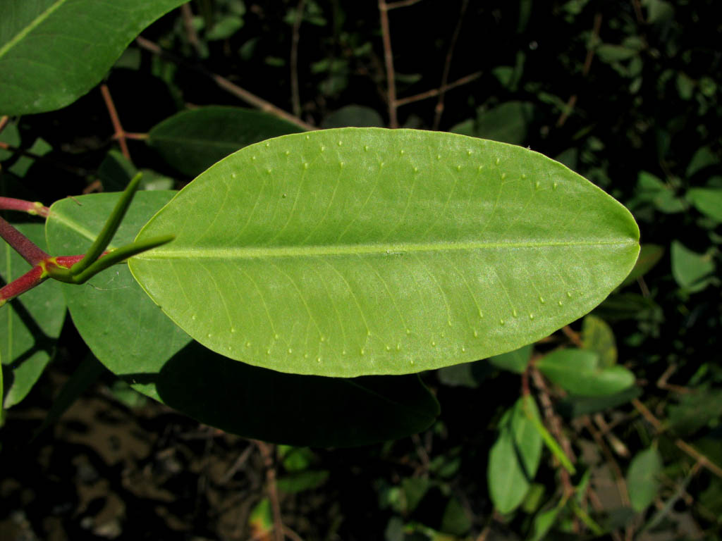 The white dots on the leaves are special glands that mangrove trees use to excrete salt. (Category:  Travel)