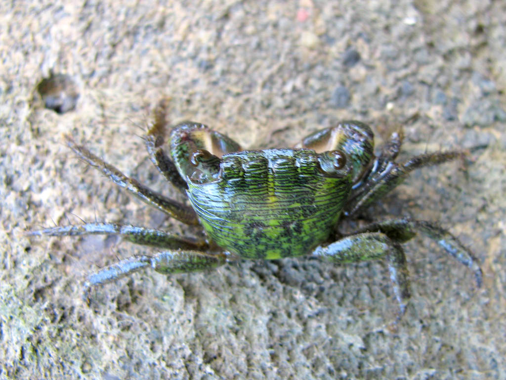 Cool crab! (Category:  Travel)