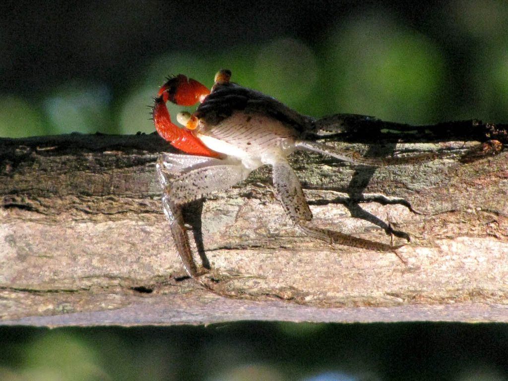 Cool crab. (Category:  Travel)