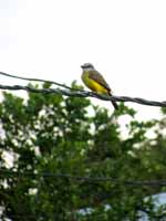 Grey-capped Flycatcher (Category:  Travel)