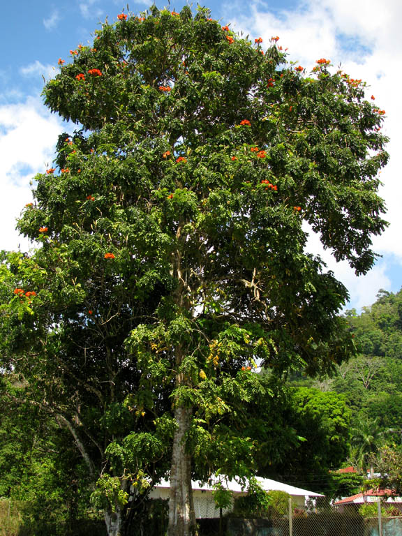 Spending an afternoon in Golfito. (Category:  Travel)