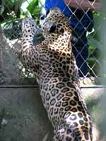 Jaguar (Category:  Travel)