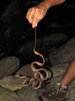 Rolando grabbing a snake. (Category:  Travel)