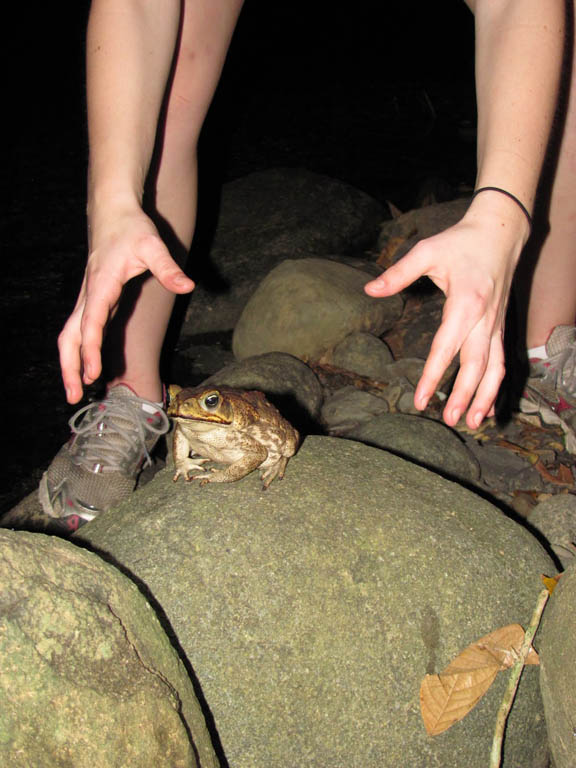 Cane Toad.  That is Casey about to grab it, obviously. (Category:  Travel)
