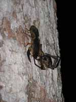 Scorpion. (Category:  Travel)