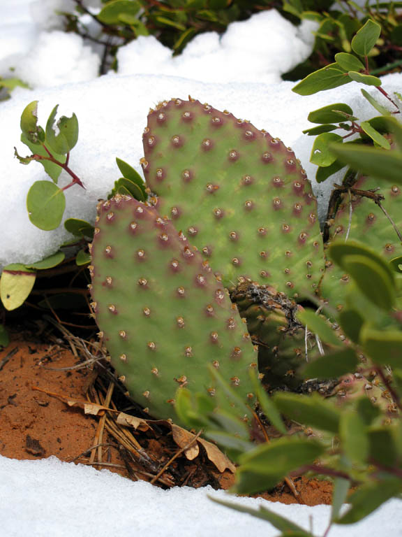 Prickly pear cactus and snow. (Category:  Rock Climbing)