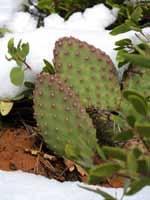Prickly pear cactus and snow. (Category:  Rock Climbing)