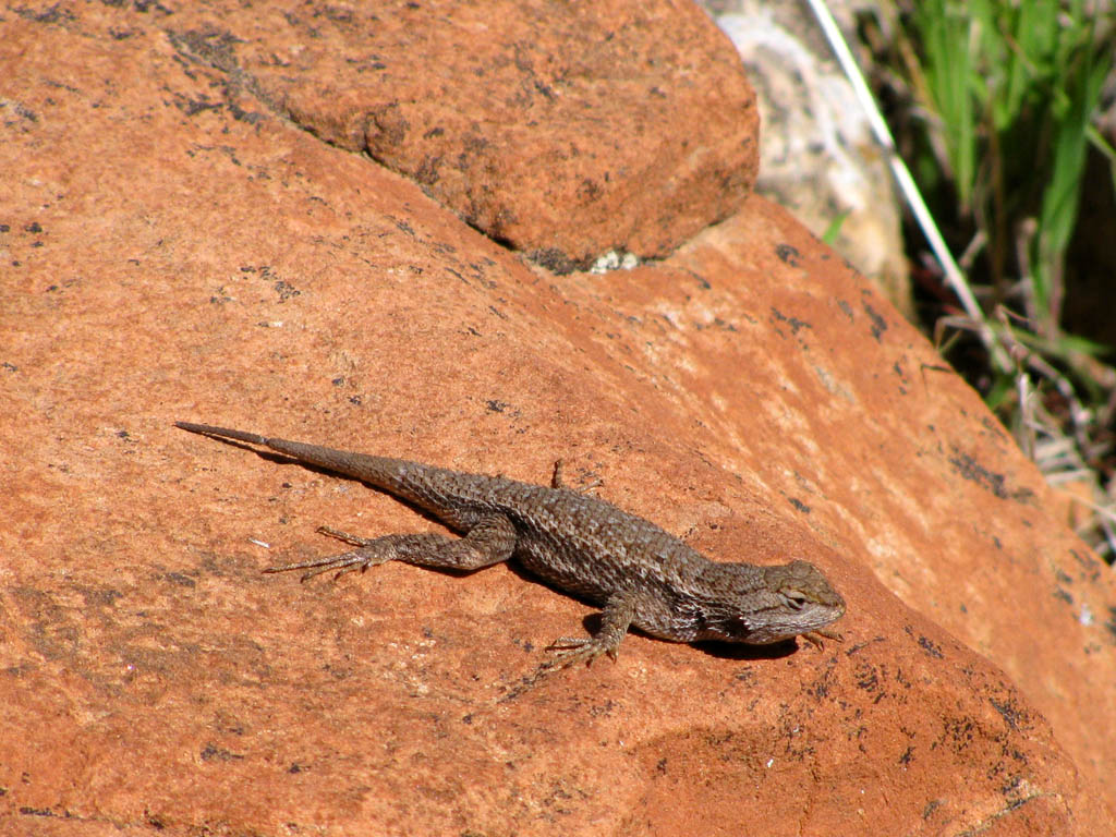 Some wildlife. (Category:  Rock Climbing)