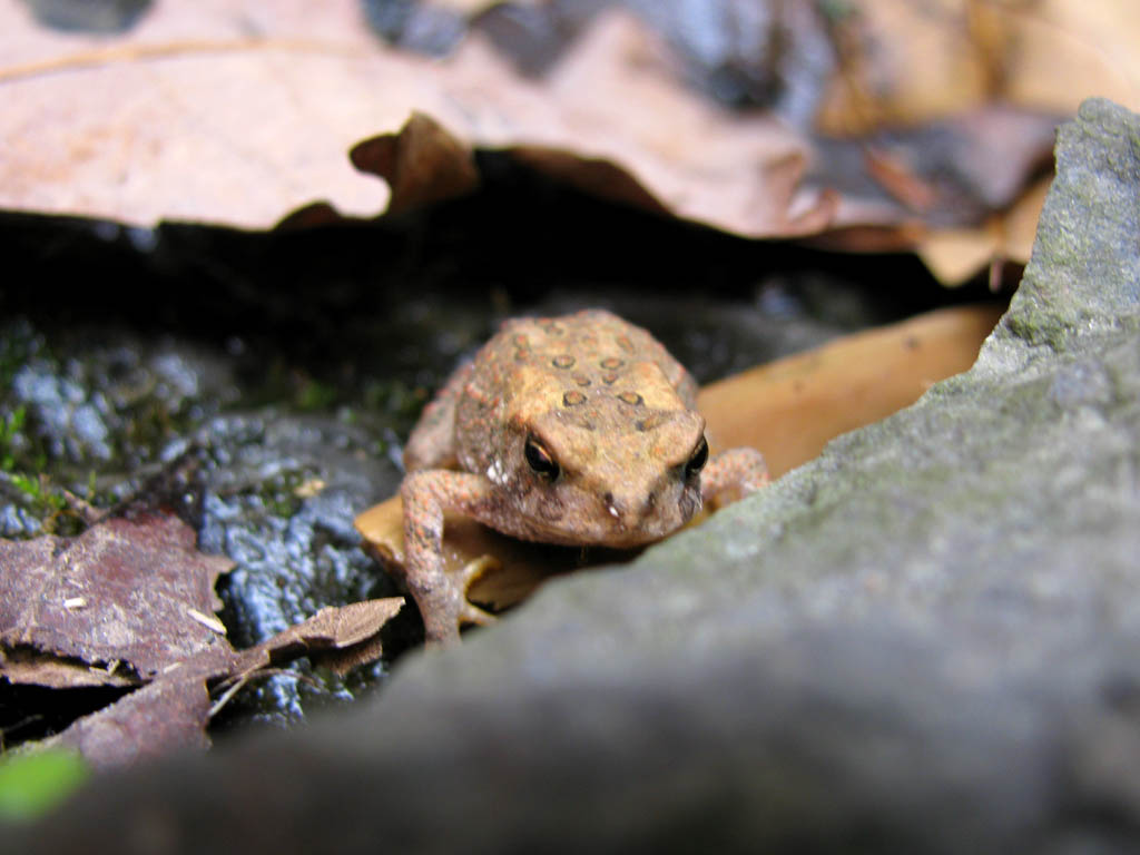 Toad just below the upper Lick Brook falls. (Category:  Backpacking)