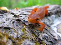 Red Eft (Category:  Backpacking)
