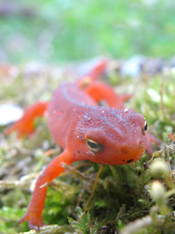 This guy was less than 1cm from my lens. (Category:  Backpacking)