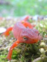 This guy was less than 1cm from my lens. (Category:  Backpacking)