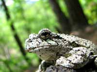 Frog! (Category:  Rock Climbing)