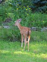 Deer (Category:  Residence)