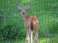 Deer (Category:  Residence)