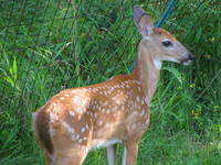 Deer (Category:  Residence)