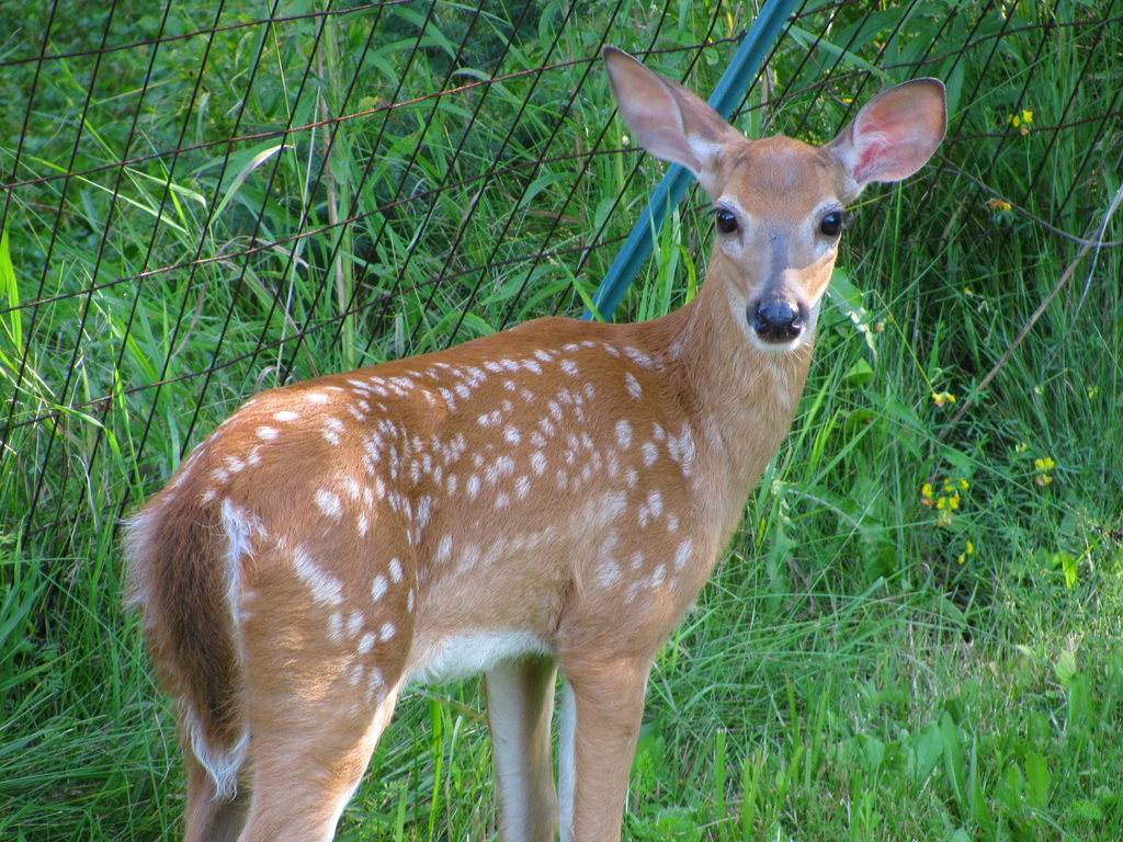 Deer (Category:  Residence)