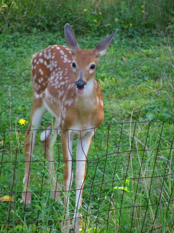 Deer (Category:  Residence)