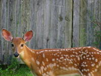 Deer (Category:  Residence)