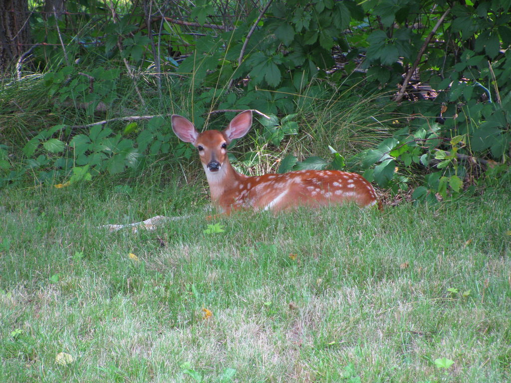 Deer (Category:  Residence)