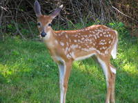 Deer (Category:  Residence)