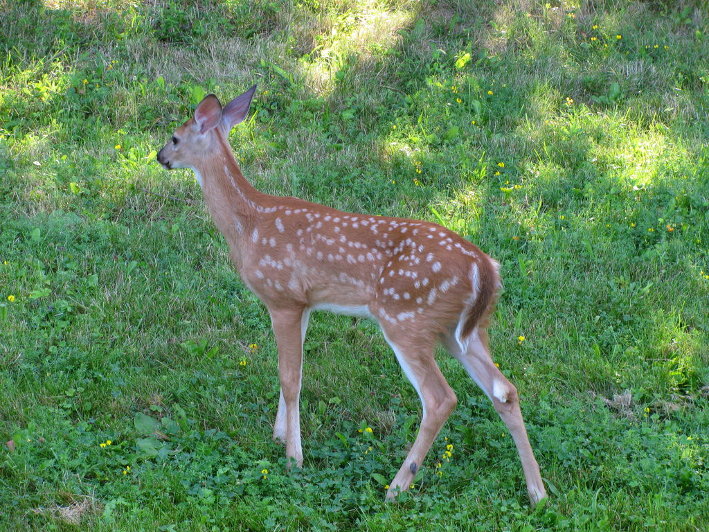 Deer (Category:  Residence)