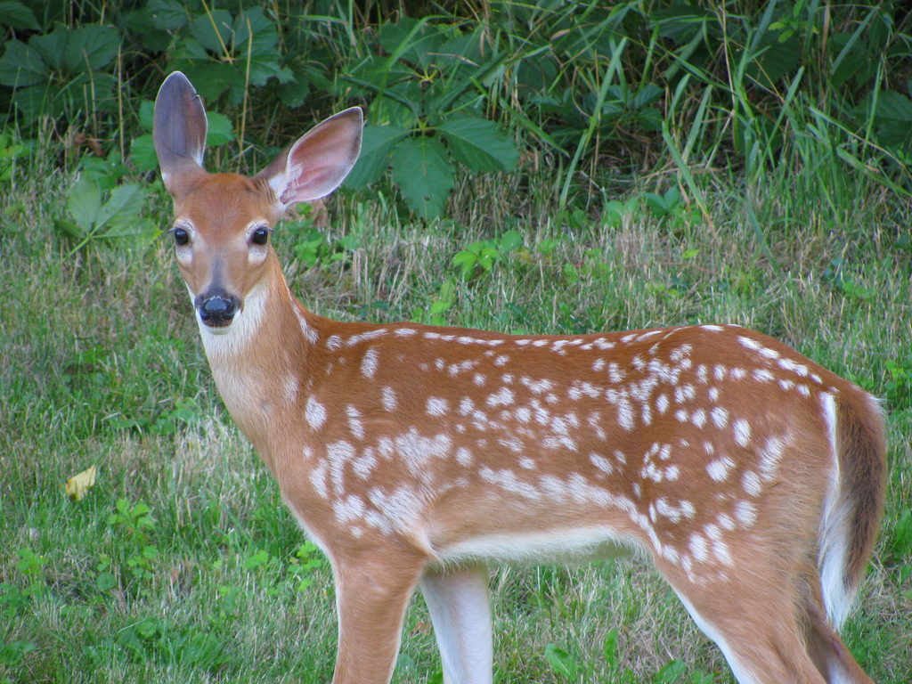 Deer (Category:  Residence)