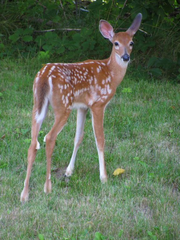 Deer (Category:  Residence)