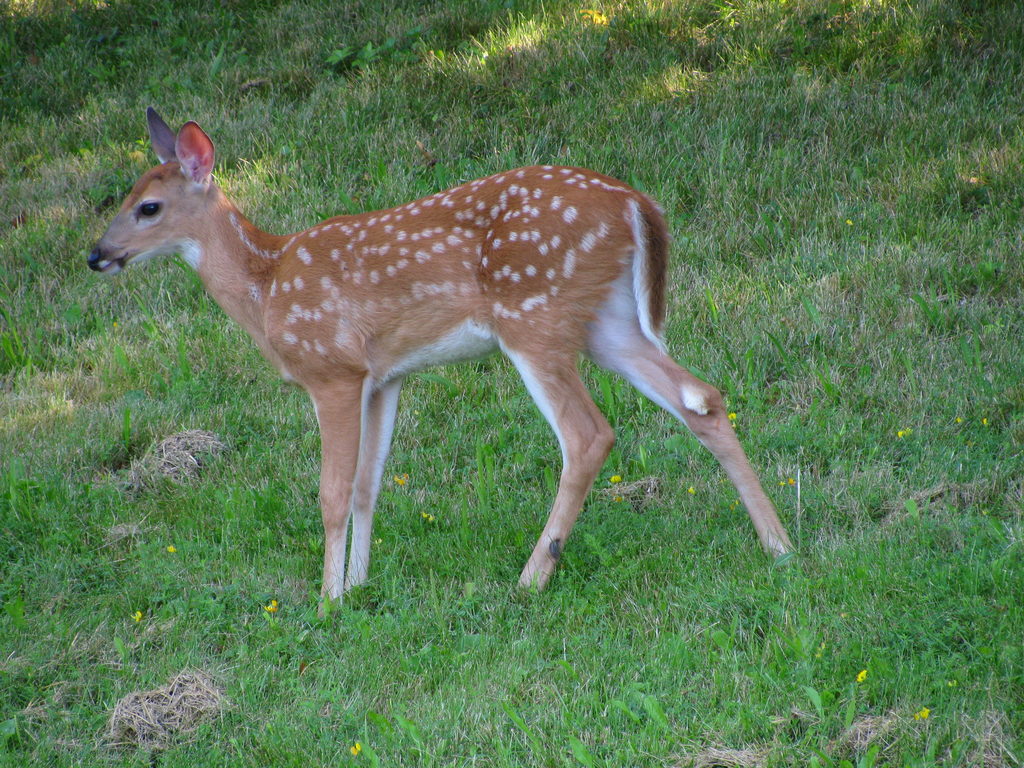 Deer (Category:  Residence)