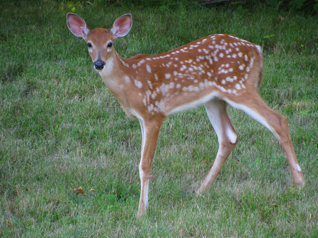 Deer (Category:  Residence)