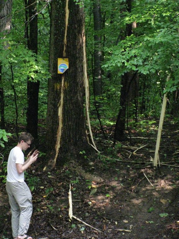 The lightening struck tree. (Category:  Rock Climbing)