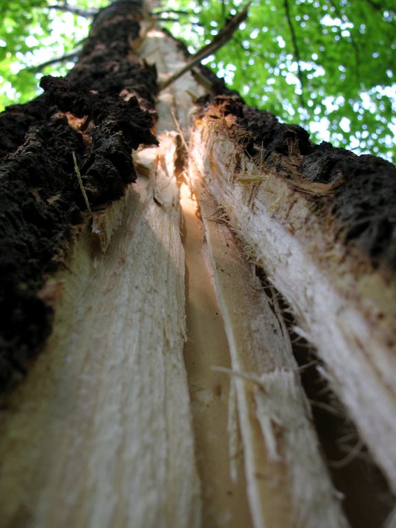 A 60' long chunk was blown out of the tree. (Category:  Rock Climbing)