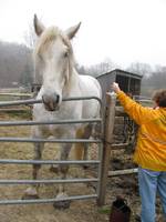 Volunteering at HORSE of Connecticut. (www.horseofct.org) (Category:  Family)