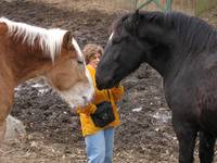 Mom with Bronson and Slick, two other huge draft horses. (Category:  Family)