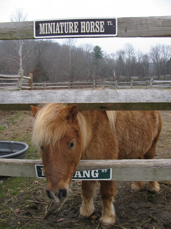 Eudora!  The smallest horse at the farm. (Category:  Family)