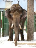 Elephant (Category:  Party)