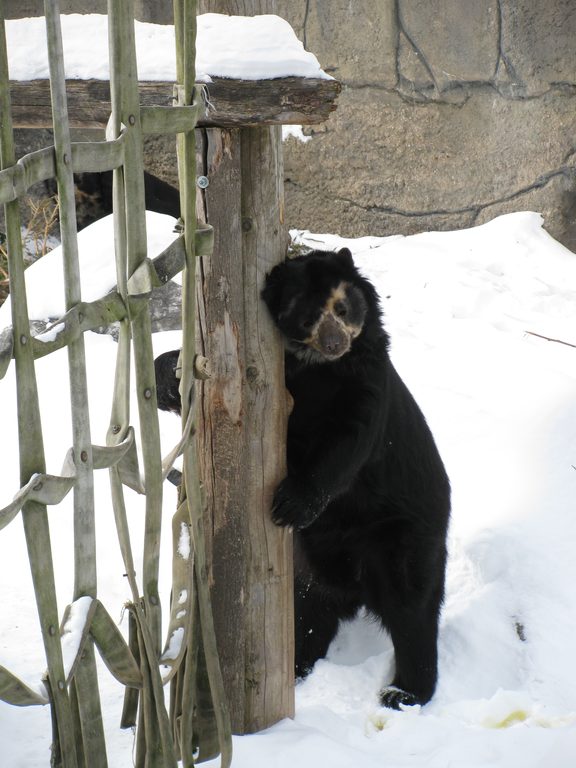 Spectacled Bear.  Sounds like a wookie. (Category:  Party)