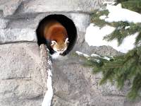 Red Panda (Category:  Party)
