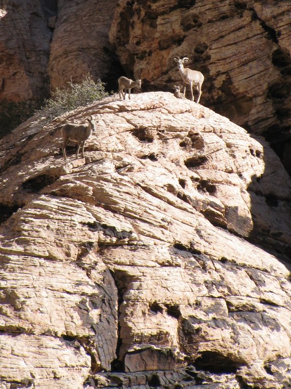 Mamma big horn sheep with two babies. (Category:  Rock Climbing)