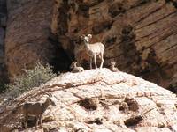 Mamma big horn sheep with two babies. (Category:  Rock Climbing)