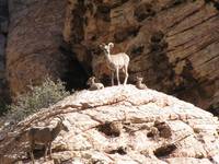 Mamma big horn sheep with two babies. (Category:  Rock Climbing)