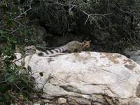 Ringtailed Cat (<i>Bassariscus astutus</i>) actually a member of the raccoon family. (Category:  Rock Climbing)