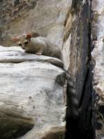 Ringtailed Cat.  It stayed surprisingly close. (Category:  Rock Climbing)